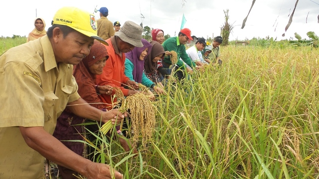 Warga Teluk Meranti Berhasil Panen di Lahan Bekas Semak Belukar